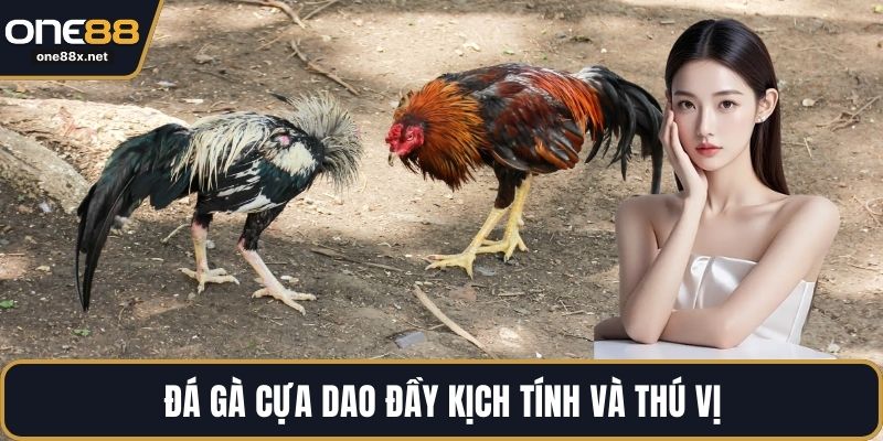 Đá gà cựa dao đầy kịch tính và thú vị